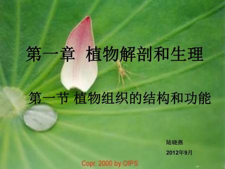 第一章 植物解剖和生理 第一节 植物组织的结构和功能 陆晓燕 2012年9月.