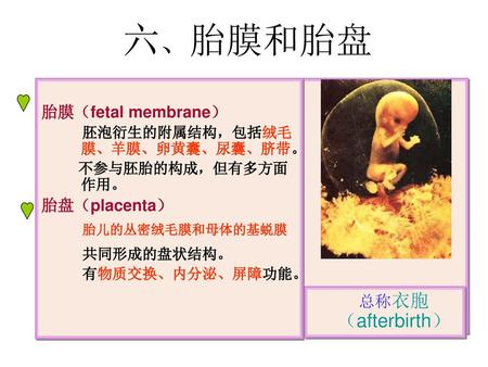 六、胎膜和胎盘 胎膜（fetal membrane） 胎盘（placenta） 总称衣胞（afterbirth）