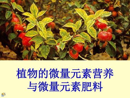 植物的微量元素营养 与微量元素肥料 苹 果 树 缺 铁.