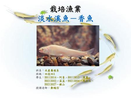 栽培漁業 淡水溪魚－香魚 科系：水產養殖系 班級：四技四A 學生：B －阿青、B －博甯、