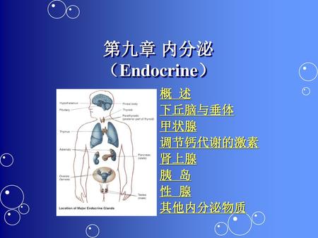 第九章 内分泌 （Endocrine） 概 述 下丘脑与垂体 甲状腺 调节钙代谢的激素 肾上腺 胰 岛 性 腺 其他内分泌物质
