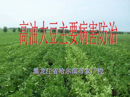 高油大豆主要病害防治 黑龙江省哈尔滨市农广校.
