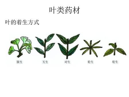 树叶的变化过程图片