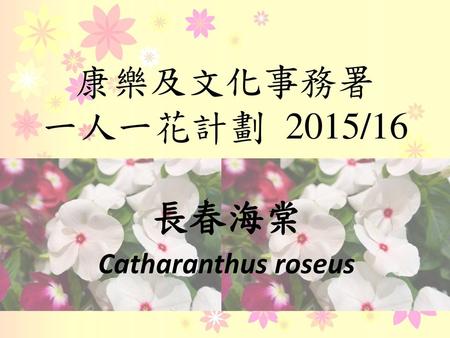 長春海棠 Catharanthus roseus