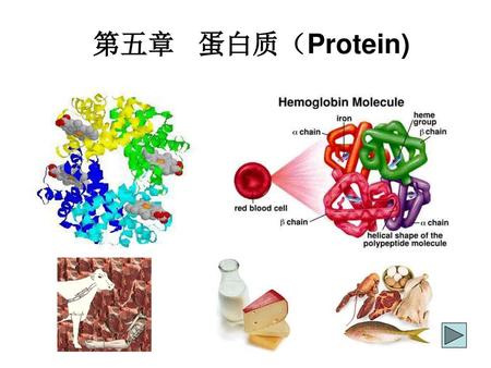 第五章 蛋白质（Protein).