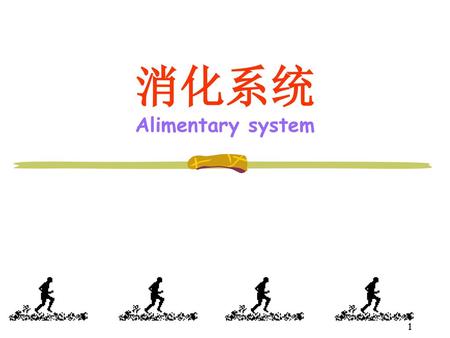 消化系统 Alimentary system