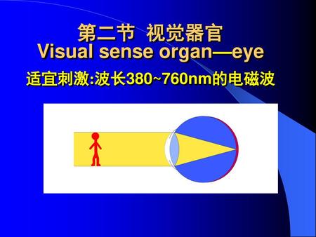 第二节 视觉器官 Visual sense organ—eye 适宜刺激:波长380~760nm的电磁波
