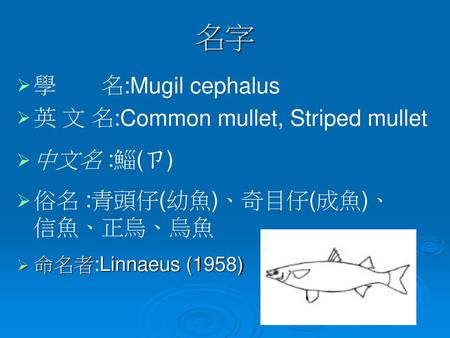名字 學 名:Mugil cephalus 英 文 名:Common mullet, Striped mullet 中文名 :鯔(ㄗ)