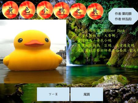 黃 色 小 鴨 之 展 黃色小鴨英語：Rubber Duck 中國大陸稱為「大黃鴨」 臺灣稱為「黃色小鴨 粵語地區稱為「巨鴨」或者橡皮鴨