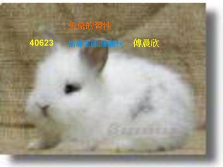 兔兔的習性 40623 傅晨欣 指導老師;陳麗秋.