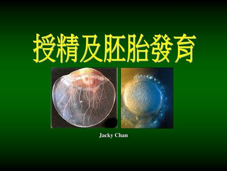 授精及胚胎發育 Jacky Chan.
