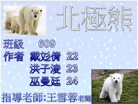 北極熊 班級 609 作者 戴彣倩 22 洪子淩 23 巫曼廷 24 指導老師:王雪蓉老師.