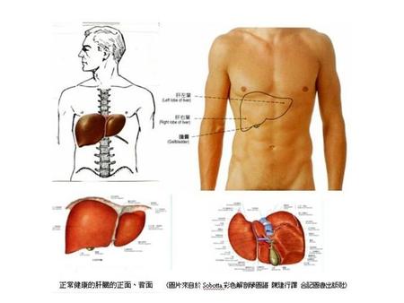 肝脏的基本功能 肝脏的代谢功能（蛋白合成，血糖调节，脂类代谢，激素及维生素代谢） 肝脏的生物转化功能（解毒作用）
