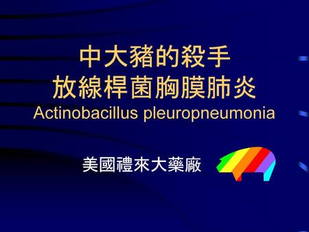 中大豬的殺手 放線桿菌胸膜肺炎 Actinobacillus pleuropneumonia