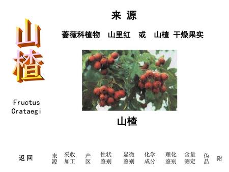 山楂 来 源 山楂 蔷薇科植物 山里红 或 山楂 干燥果实 Fructus Crataegi 返 回 来源 采收 加工 产区 性状 鉴别