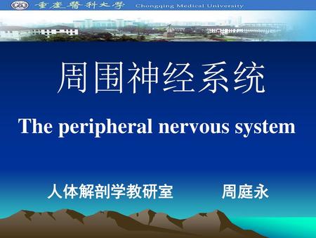 周围神经系统 The peripheral nervous system 人体解剖学教研室 周庭永.