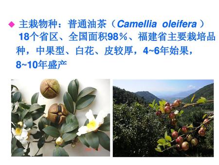 主栽物种：普通油茶（Camellia  oleifera ）