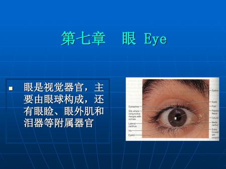 第七章 眼 Eye 眼是视觉器官，主要由眼球构成，还有眼睑、眼外肌和泪器等附属器官.