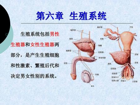 第六章 生殖系统 生殖系统包括男性生殖器和女性生殖器两部分，是产生生殖细胞和性激素、繁殖后代和决定男女性别的系统。