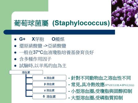 葡萄球菌屬 (Staphylococcus)