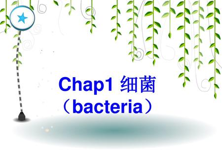 Chap1 细菌 （bacteria）.