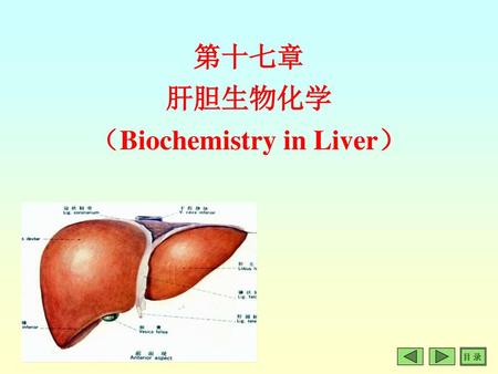 第十七章 肝胆生物化学 （Biochemistry in Liver）