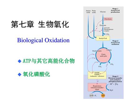 第七章  生物氧化 Biological Oxidation ATP与其它高能化合物 氧化磷酸化.