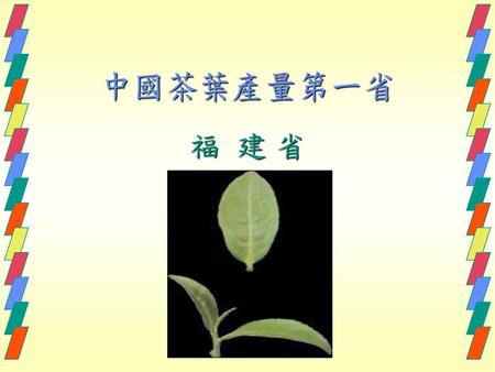 中國茶葉產量第一省 福 建 省.