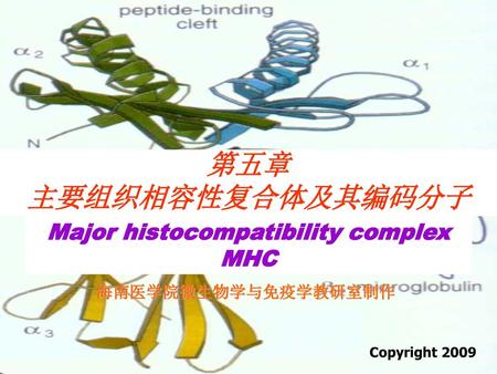 Major histocompatibility complex MHC