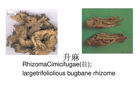 RhizomaCimicifugae(拉); largetrifoliolious bugbane rhizome