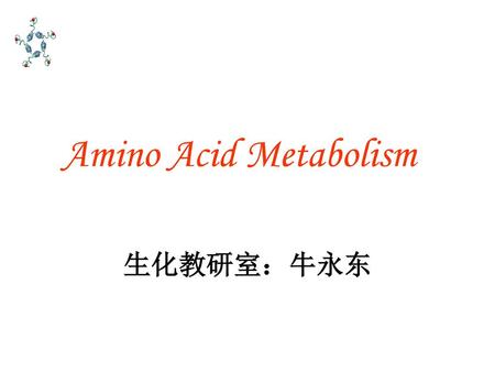 Amino Acid Metabolism 生化教研室：牛永东.