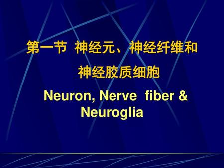 Neuron, Nerve fiber & Neuroglia
