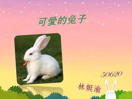 可愛的兔子 50620 林娗渝.