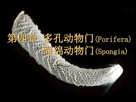 第四章 多孔动物门(Porifera) 海绵动物门(Spongia).