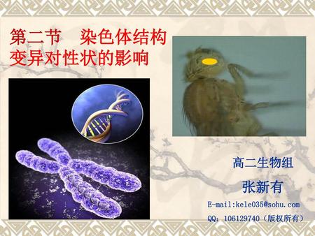 第二节　染色体结构变异对性状的影响 高二生物组 张新有 E-mail:kele035@sohu.com QQ：106129740（版权所有）