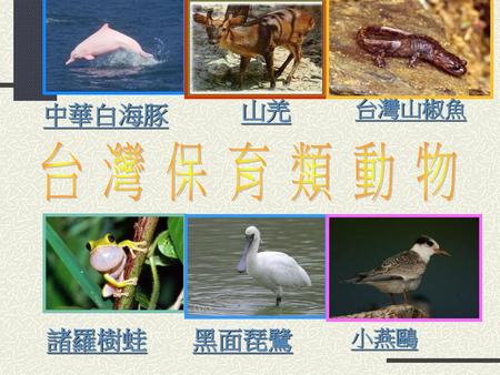 山羌 台灣山椒魚 中華白海豚 台 灣 保 育 類 動 物 諸羅樹蛙 黑面琵鷺 小燕鷗.