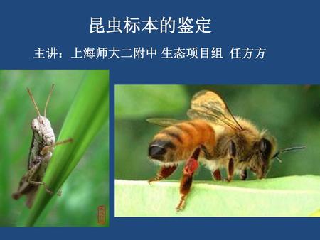 昆虫标本的鉴定 主讲：上海师大二附中 生态项目组 任方方