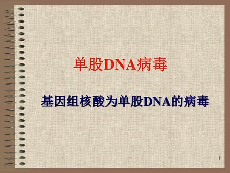 单股DNA病毒 基因组核酸为单股DNA的病毒.