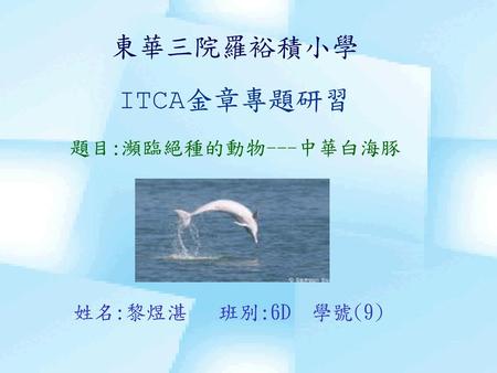 東華三院羅裕積小學 ITCA金章專題研習 題目:瀕臨絕種的動物---中華白海豚 姓名:黎煜湛 班別:6D 學號(9)