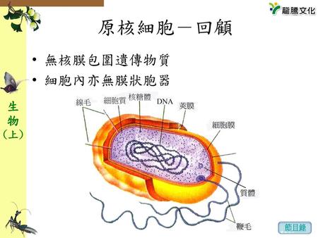 原核細胞－回顧 無核膜包圍遺傳物質 細胞內亦無膜狀胞器.