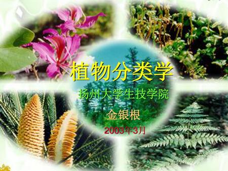 植物系统与分类学 植物分类学 扬州大学生技学院 金银根 2003年 扬州大学生技学院 金银根 2003年3月.