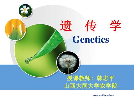 遗 传 学 Genetics 授课教师: 韩志平 山西大同大学农学院 www.sxdtdx.edu.cn.