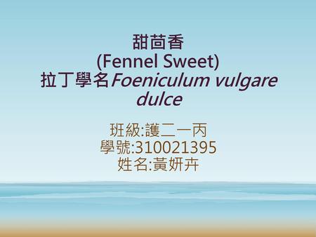 甜茴香 (Fennel Sweet) 拉丁學名Foeniculum vulgare dulce
