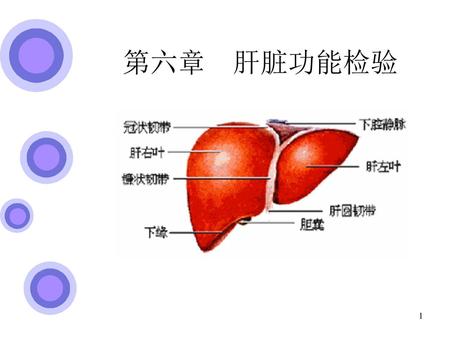 第六章 肝脏功能检验.