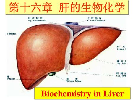 第十六章 肝的生物化学 Biochemistry in Liver.