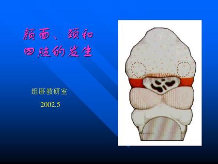 颜面、颈和 四肢的发生 组胚教研室 2002.5.