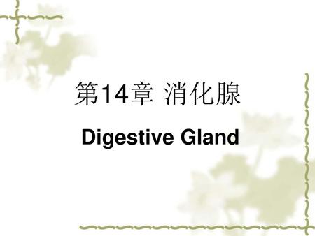 第14章 消化腺 Digestive Gland.