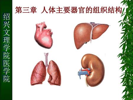第三章 人体主要器官的组织结构 绍兴文理学院医学院.