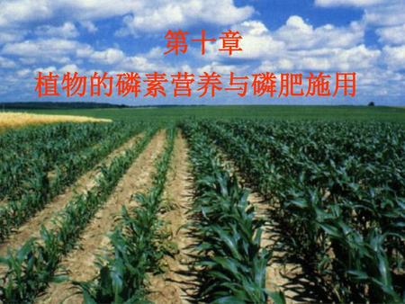 第十章 植物的磷素营养与磷肥施用.