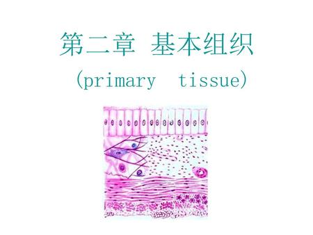 第二章 基本组织 (primary tissue).